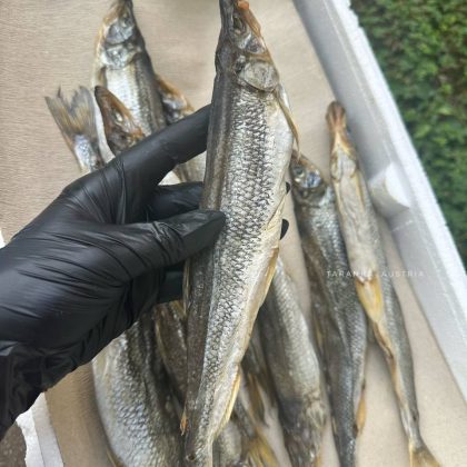 Getrockneter Zahnfisch (Auswahl, mit Rogen)