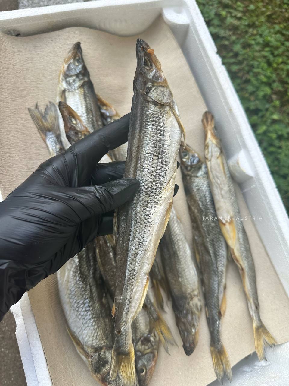 Getrockneter Zahnfisch (Auswahl, mit Rogen)