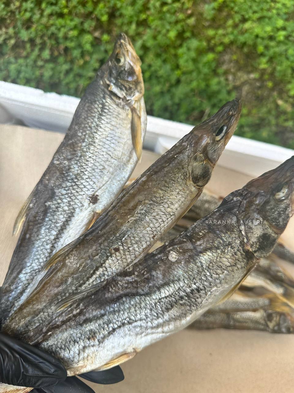 Getrockneter Zahnfisch (Auswahl, mit Rogen) – Bild 2